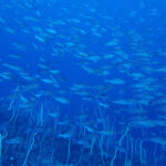 田子ダイビング　フトネ