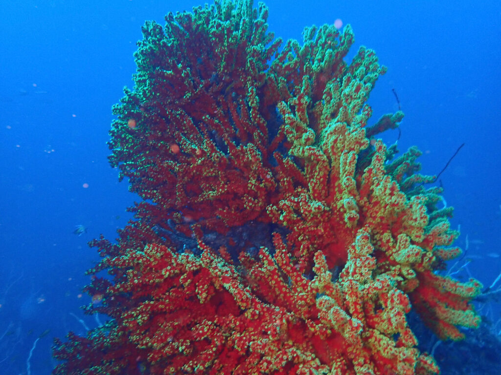 田子ダイビング　フトネ