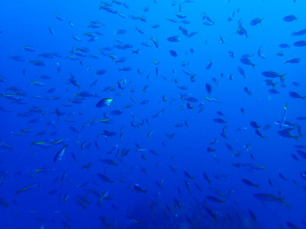 田子ダイビング　フトネ
