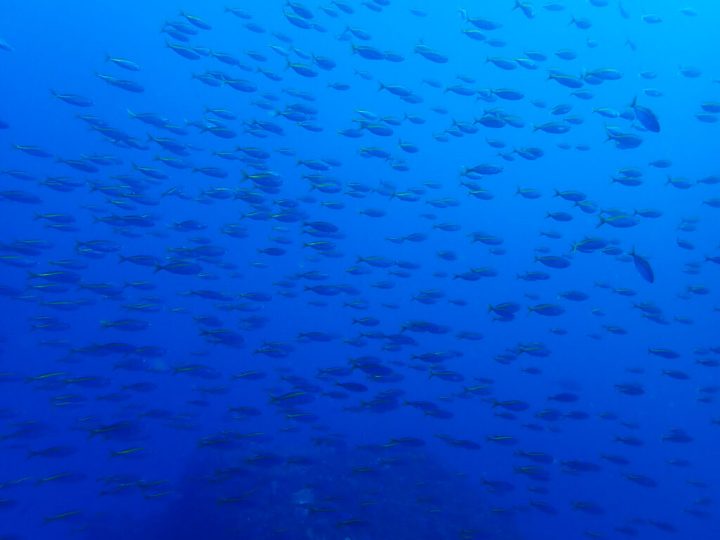 田子ダイビング　フトネ
