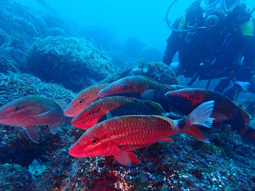 雲見ダイビング 牛着岩 ホウライヒメジのかたまり