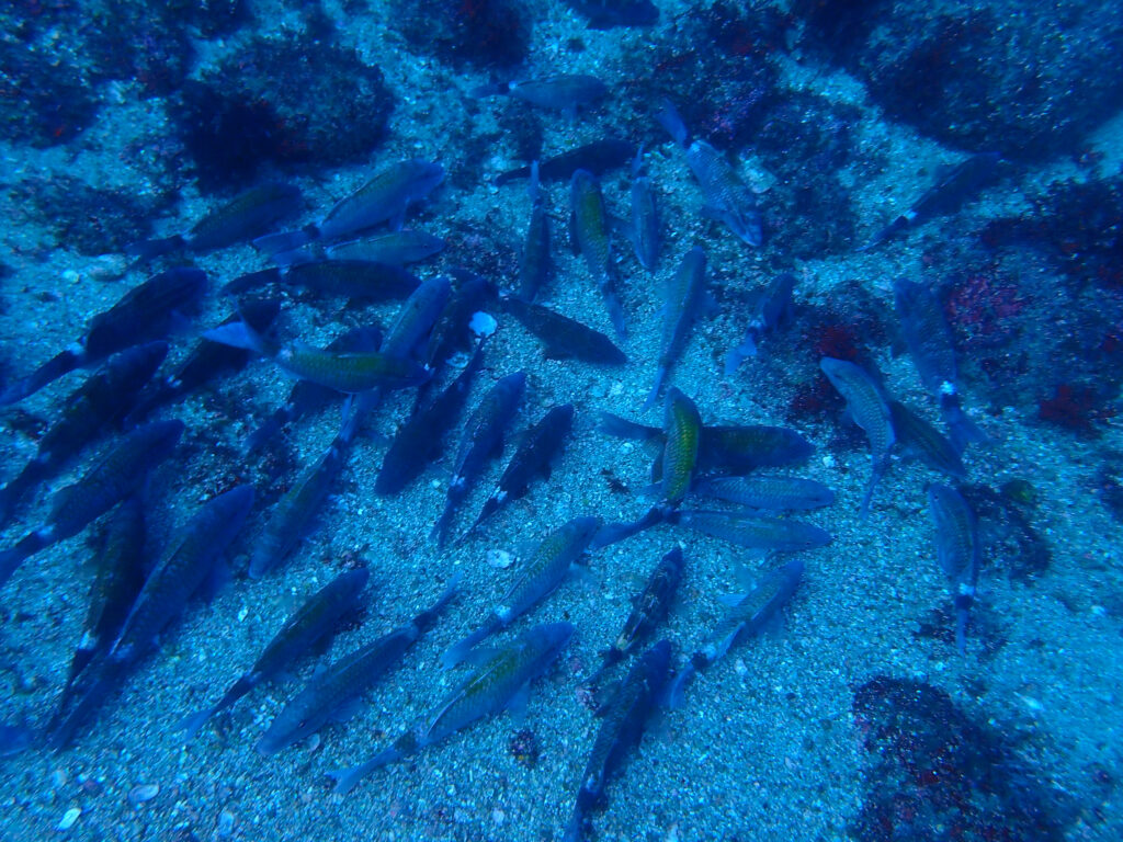 雲見ダイビング 牛着岩 ホウライヒメジのかたまり