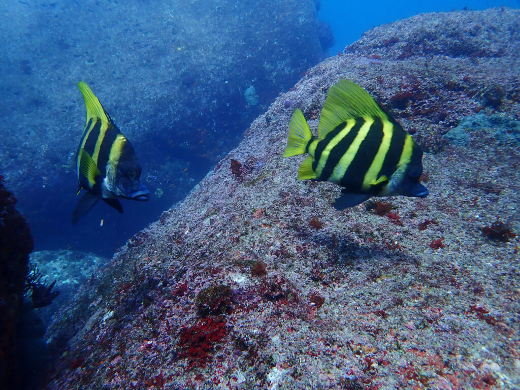 雲見ダイビング 牛着岩 テングダイペア