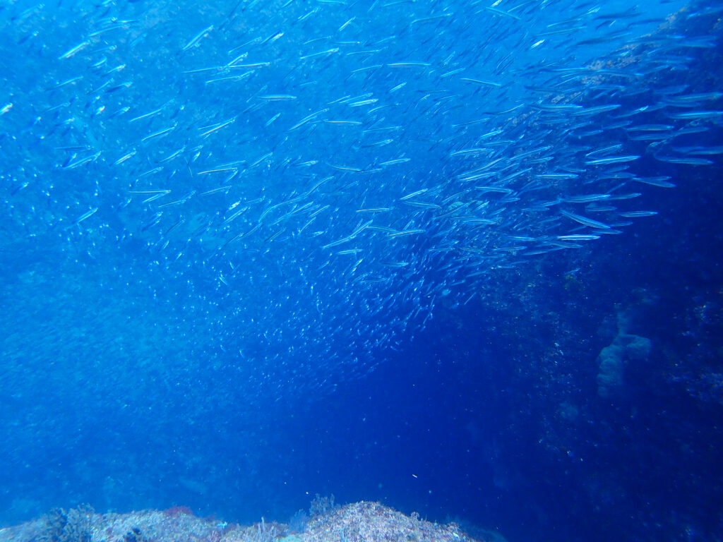 雲見ダイビング 牛着岩