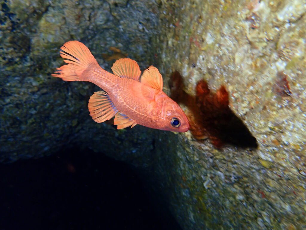 雲見ダイビング 牛着岩 アカネテンジクダイ