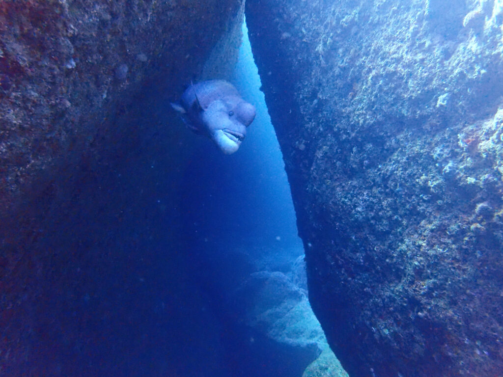 雲見ダイビング 牛着岩 コブダイ