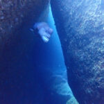 雲見ダイビング　牛着岩　コブダイ