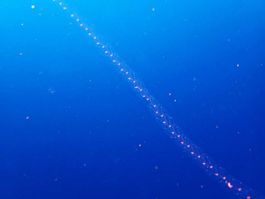 土肥ダイビング　小下田　とび島沖　サルパ類