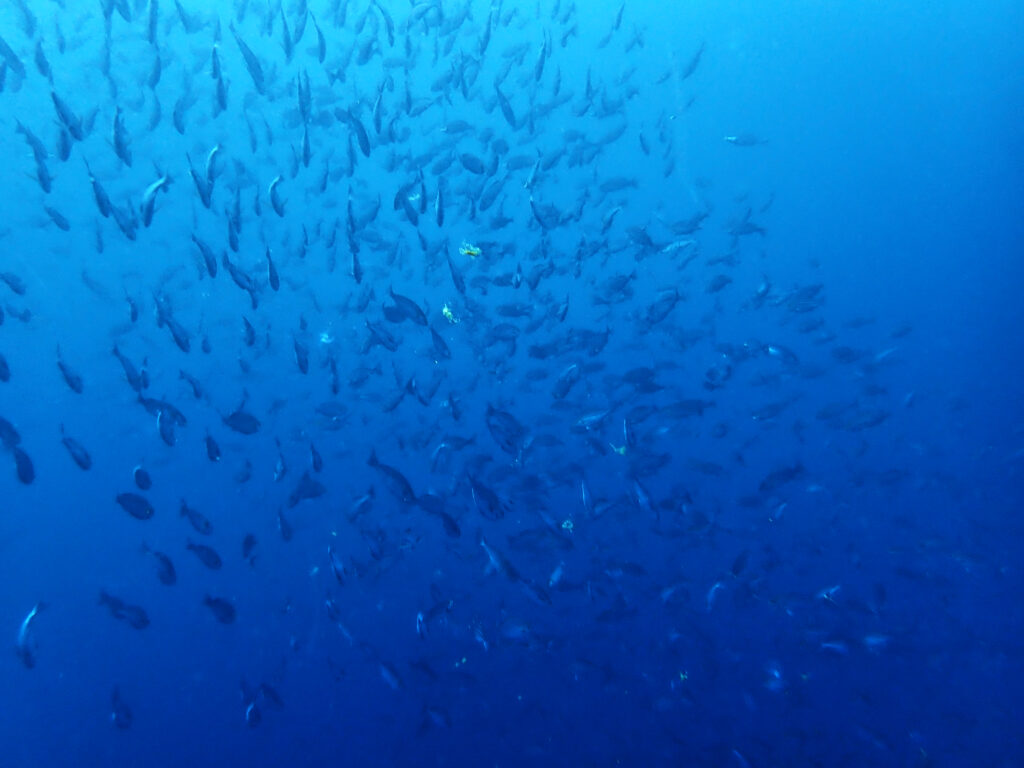土肥ダイビング　小下田　とび島沖　