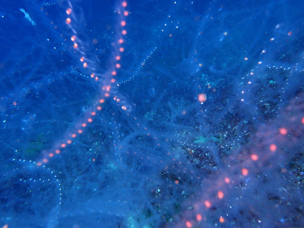 土肥ダイビング　小下田　とび島沖　サルパ類