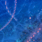 土肥ダイビング　小下田　とび島沖　サルパ類