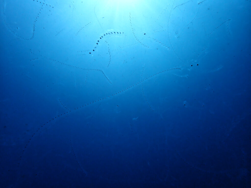 土肥ダイビング 小下田 サク根