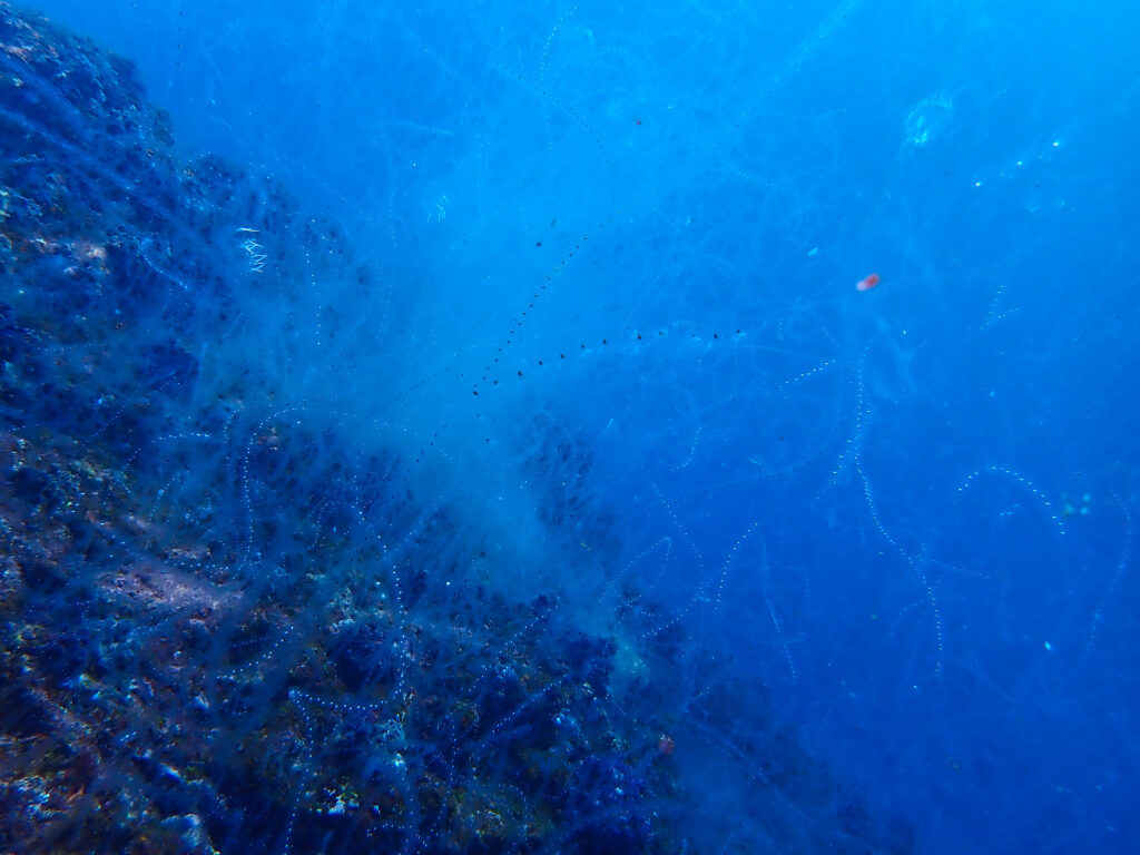 土肥ダイビング 小下田 サク根
