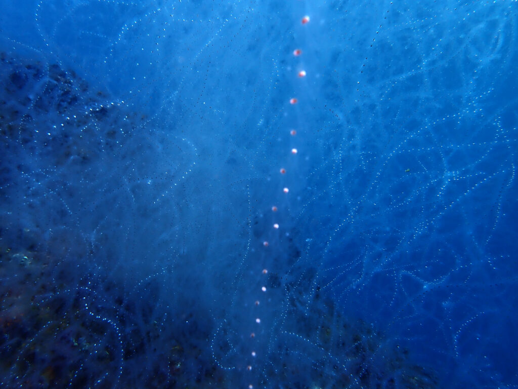 土肥ダイビング 小下田 サク根