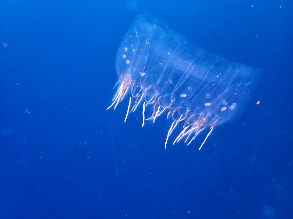 土肥ダイビング 小下田 サク根