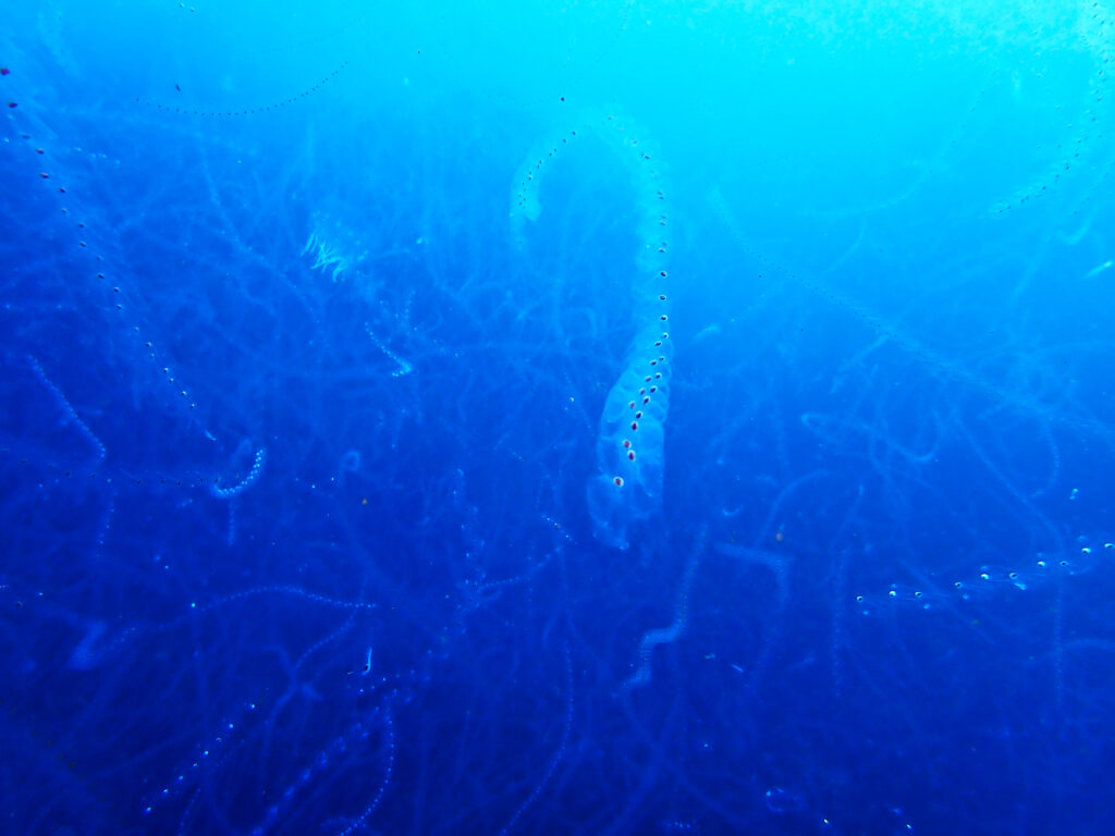 土肥ダイビング 小下田 サク根