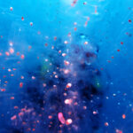 土肥ダイビング　小下田　サク根　