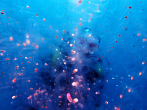 土肥ダイビング 小下田 サク根