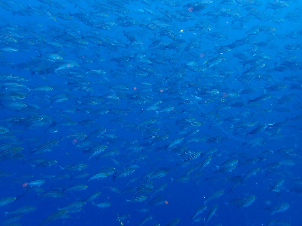 土肥ダイビング 小下田 サク根 イサキ群れ