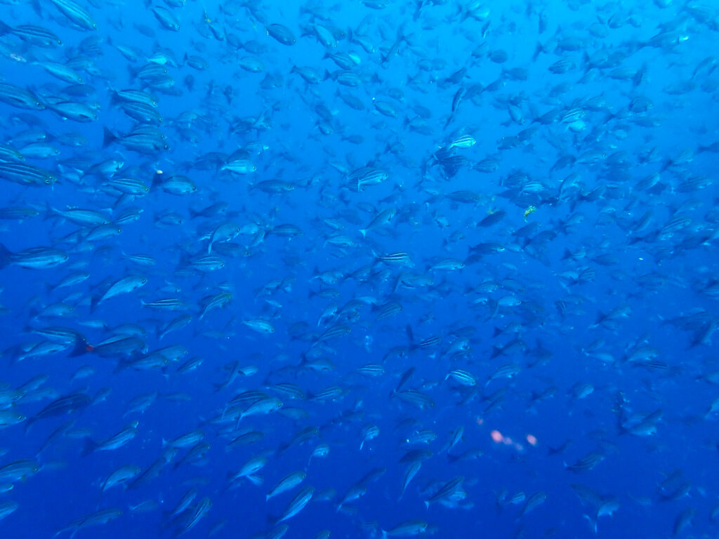 土肥ダイビング 小下田 サク根 イサキ群れ