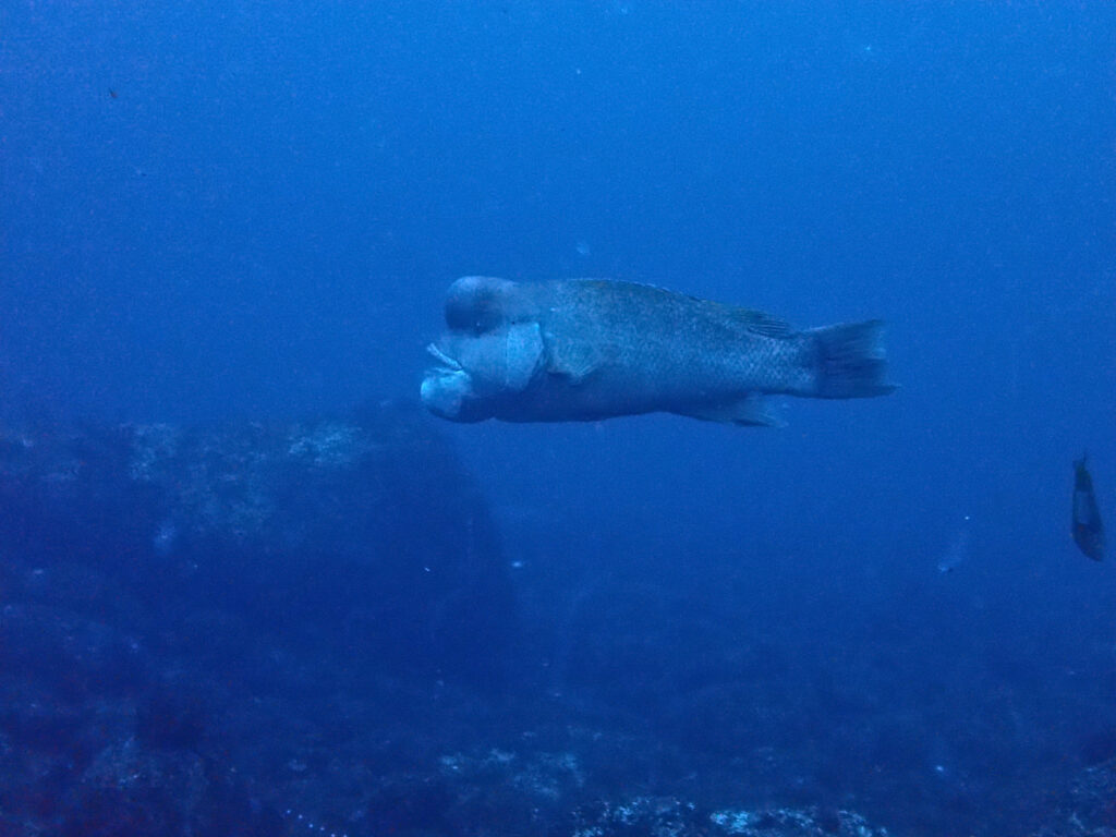 雲見ダイビング 牛着岩 コブダイ大
