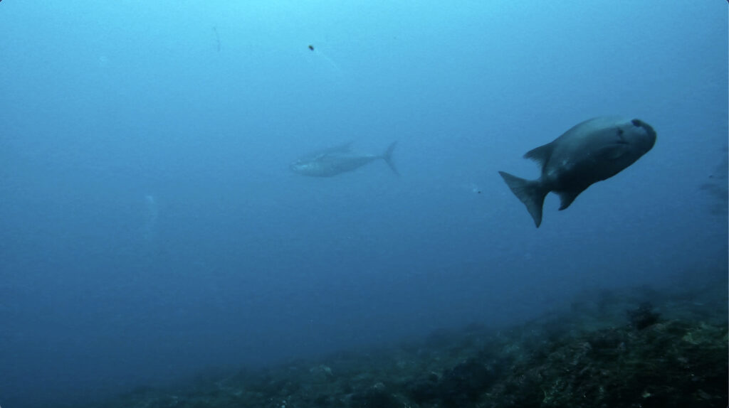 雲見ダイビング 牛着岩 マグロ
