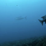 雲見ダイビング　牛着岩　マグロ