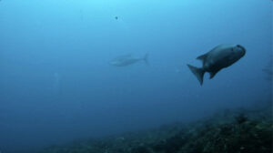 雲見ダイビング 牛着岩 マグロ