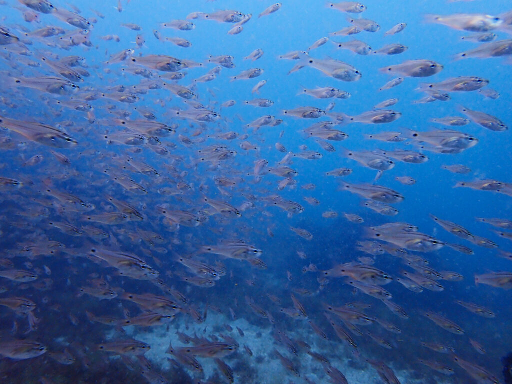 土肥ダイビング　八木沢離れ島
