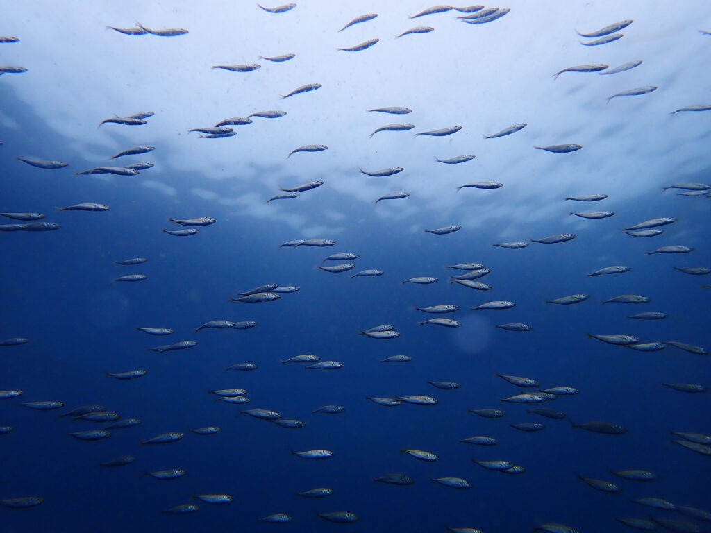 土肥ダイビング　八木沢離れ島