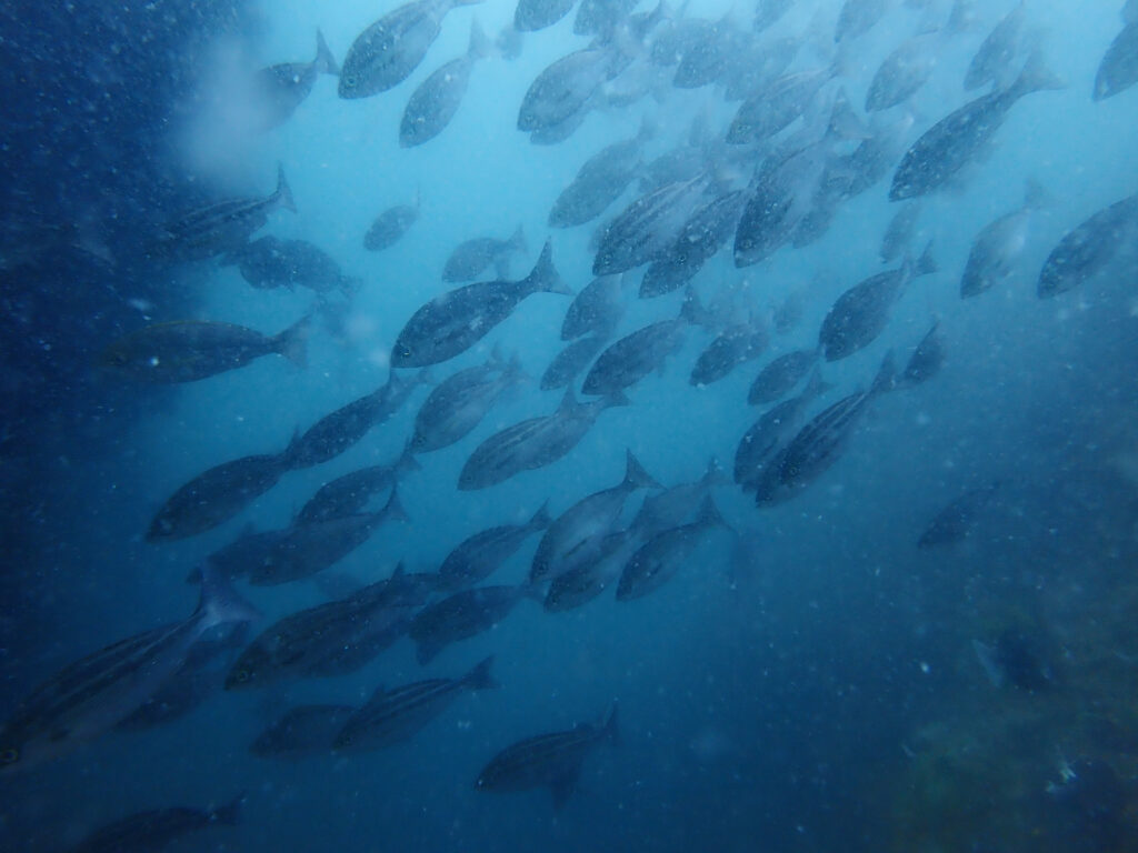 土肥ダイビング　小下田 サク根