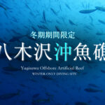 土肥ダイビング　八木沢沖魚礁
