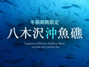 土肥ダイビング　八木沢沖魚礁