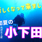 土肥ダイビング　小下田　とび島沖　とび島沖PART2　鷹の巣