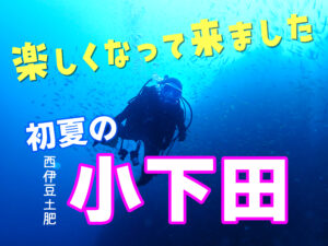 土肥ダイビング　小下田　とび島沖　とび島沖PART2　鷹の巣