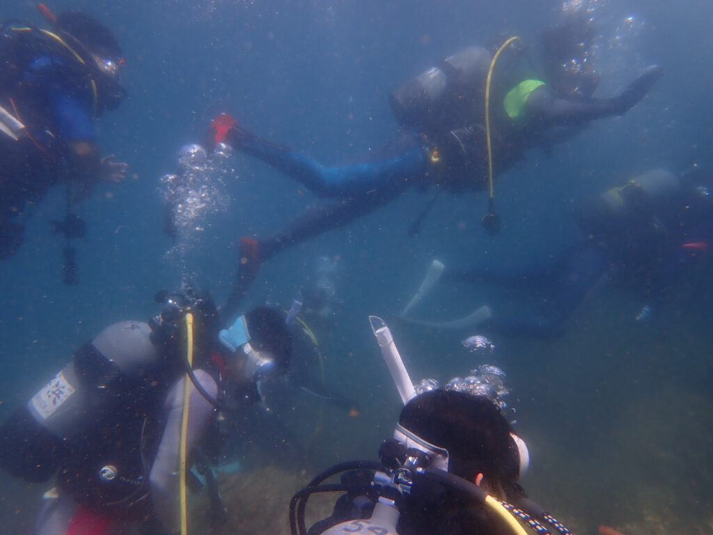 土肥ダイビング　通り崎ビーチ　専修大学スキンダイビングクラブCORAL　ライセンス合宿
