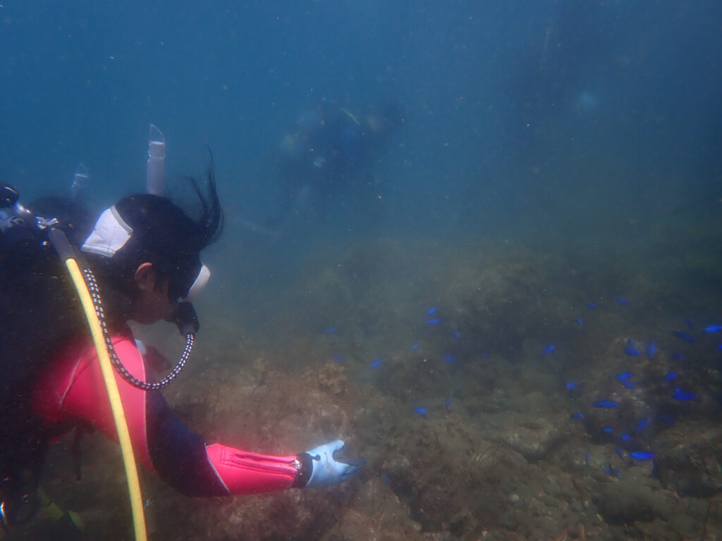土肥ダイビング　通り崎ビーチ　専修大学スキンダイビングクラブCORAL　ライセンス合宿