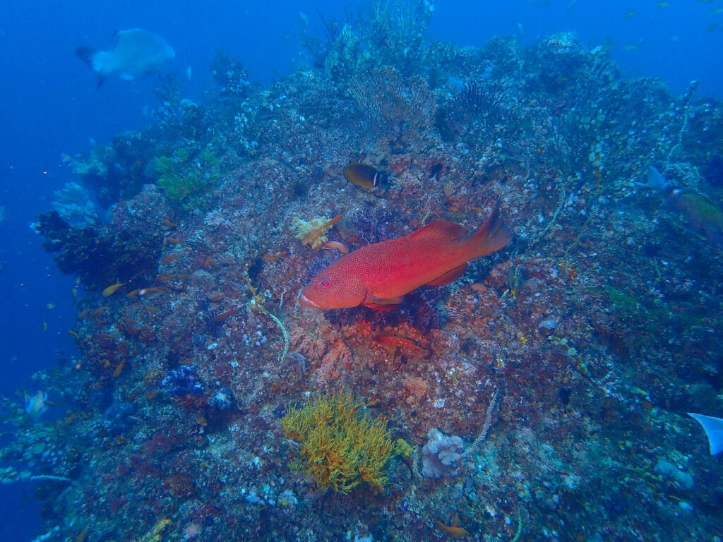 土肥ダイビング 小下田 とび島沖