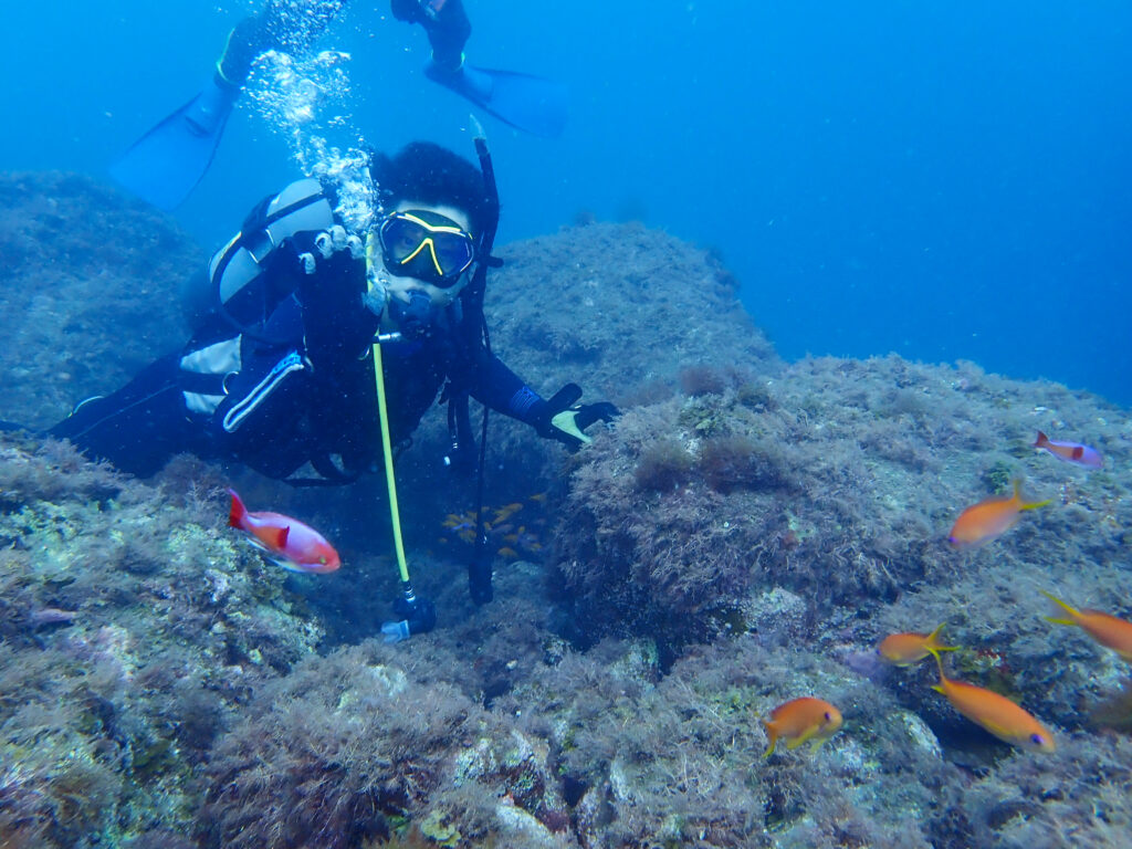 土肥ダイビング　通り崎お花畑　アカオビハナダイ・キンギョハナダイ混群