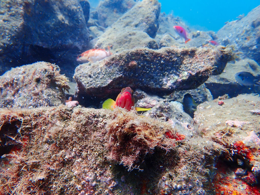 土肥ダイビング　通り崎ビーチ　OWコース 専修大学スキンダイビングクラブCORAL