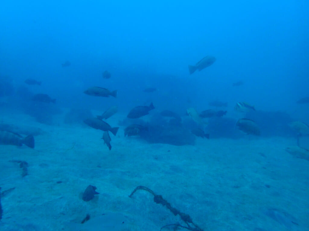 土肥ダイビング 八木沢丘魚礁