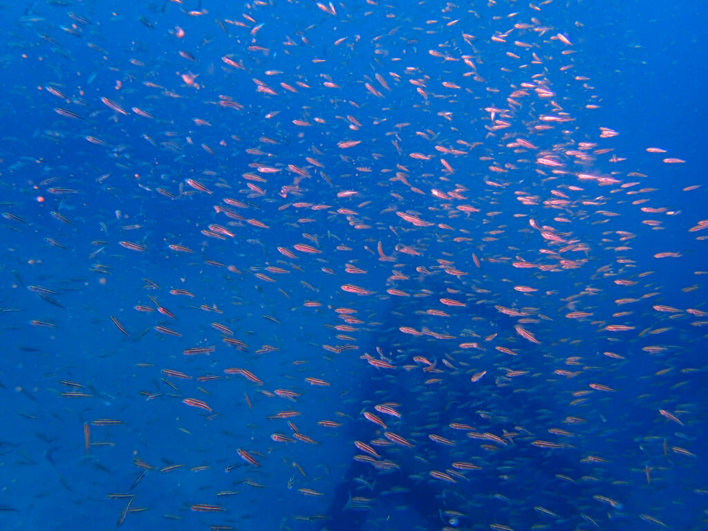 土肥ダイビング 八木沢丘魚礁