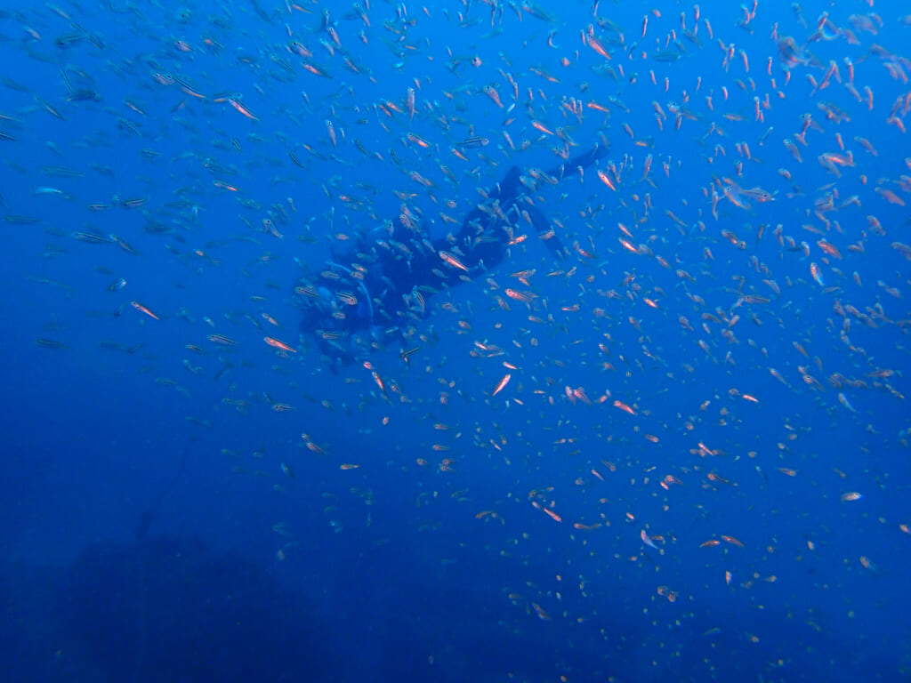 土肥ダイビング 八木沢丘魚礁