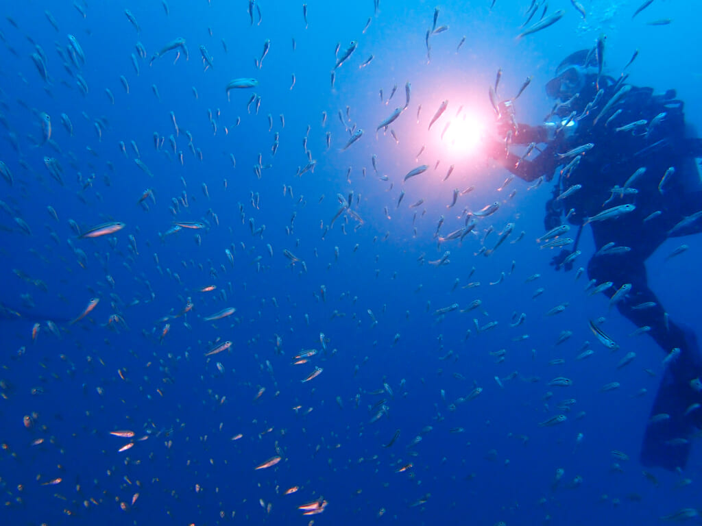 土肥ダイビング 八木沢丘魚礁