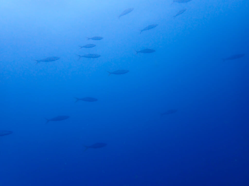 土肥ダイビング 小下田とび島沖
